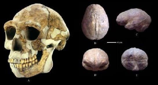 修復された 北京原人 の頭蓋骨（A）頭蓋内モード（B：上面; C：左側面; D：前方; E：後部）